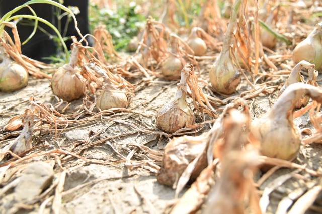 洋蔥病害導致產量受損，農民盼農委會現金救助